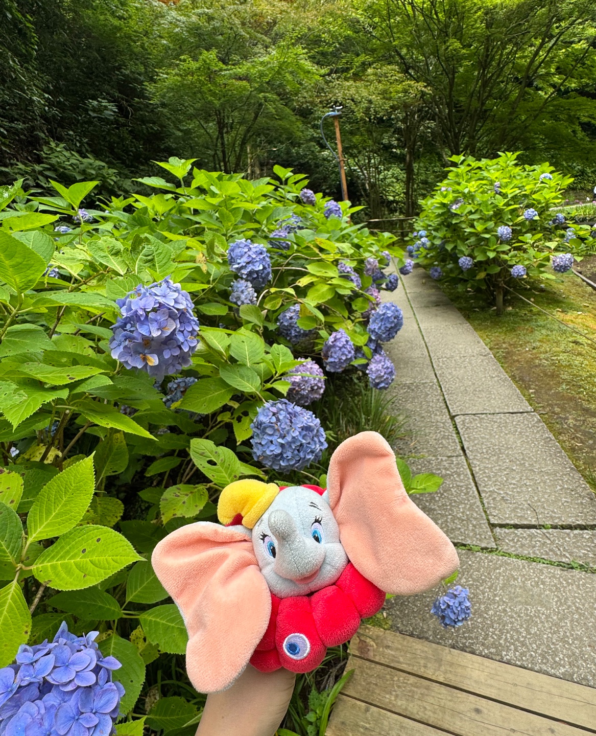 紫陽花
